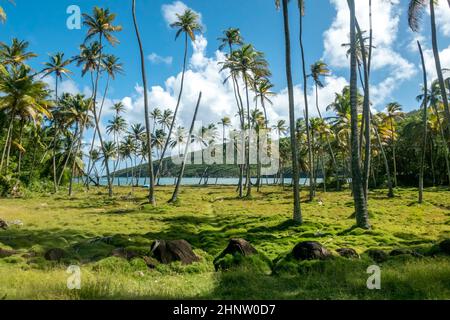 Palm boschetto e vista oceano atlantico dalla collina dell'isola di Bequia a Saint Vincent e Grenadine. Foto Stock