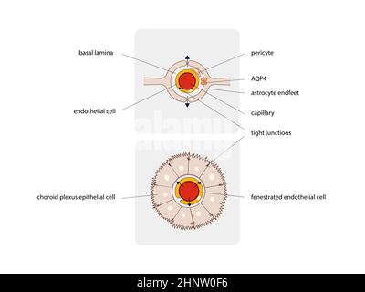 Astrociti. Diagramma schematico dell'unità neurogliovascolare. Tipi di cellule gliali come periciti e astrociti, grafica 2d, illustrazione Foto Stock