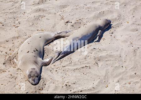 Sealion si trova sulla spiaggia di San Simeon Foto Stock