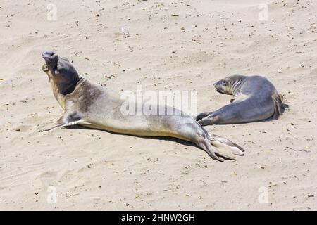 Sealion si trova sulla spiaggia di San Simeon Foto Stock