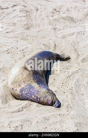 Sealion si trova sulla spiaggia di San Simeon Foto Stock