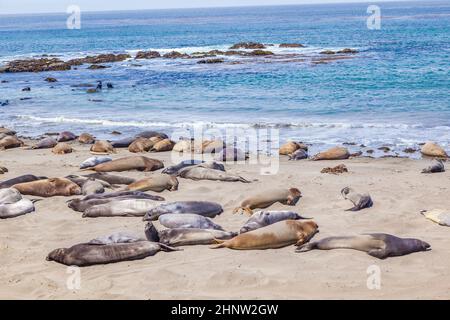 Sealion si trova sulla spiaggia di San Simeon Foto Stock