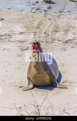 Sealion si trova sulla spiaggia di San Simeon Foto Stock