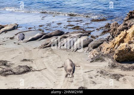 Sealion si trova sulla spiaggia di San Simeon Foto Stock