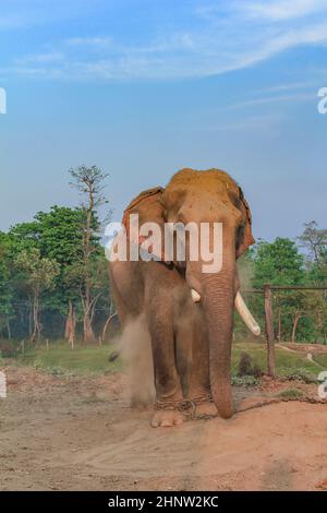 Elefante asiatico nel centro di allevamento del parco nazionale di chitwan in Nepal Foto Stock