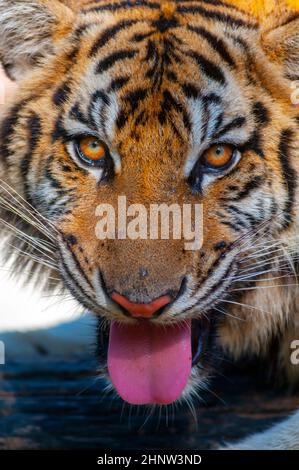 Tiger, Chiang Mai, Thailandia. Foto Stock