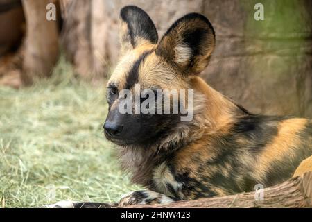 African cani selvatici Foto Stock