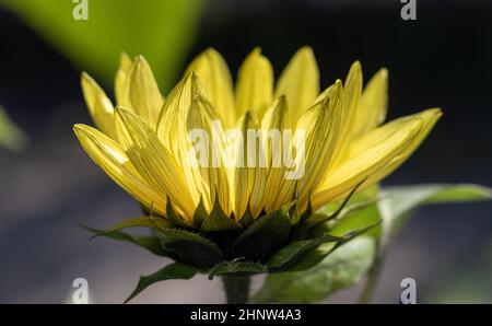 Piccolo girasole giallo crescente sullo sfondo floreale sfocato. Vista laterale. Helianthus. Foto Stock