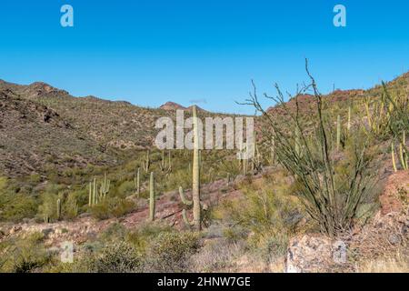 I cactus del deserto di sonora in Arizona si erosono come un vasto e silenzioso esercito al monumento nazionale di Organ Pipe Cactus Foto Stock