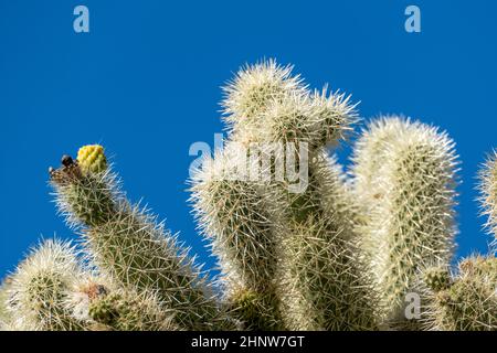 I cactus del deserto di sonora in Arizona si erosono come un vasto e silenzioso esercito al monumento nazionale di Organ Pipe Cactus Foto Stock