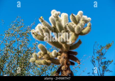 I cactus del deserto di sonora in Arizona si erosono come un vasto e silenzioso esercito al monumento nazionale di Organ Pipe Cactus Foto Stock