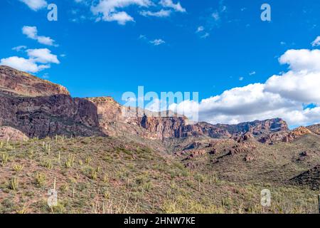 I cactus del deserto di sonora in Arizona si erosono come un vasto e silenzioso esercito al monumento nazionale di Organ Pipe Cactus Foto Stock