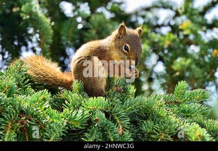 Uno scoiattolo rosso 'Tamiasciurus hudsonicus', su un ramo di abete rosso che mangia un coleottero nero nel suo habitat naturale nella campagna Alberta Canada Foto Stock