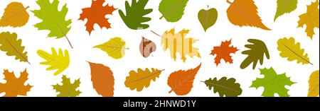 Le foglie autunnali si isolano su sfondo panoramico bianco - illustrazione vettoriale Foto Stock