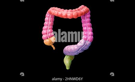 Anatomia del colon su sfondo nero, intestino crasso, parti del colon, parti del colore, resa 3D, corpo umano, 2D, illustrazione Foto Stock