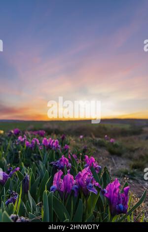 Iris nano a Pusty kopec u Konic vicino a Znojmo, Moravia meridionale, Repubblica Ceca Foto Stock