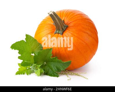 Zucca con foglie verdi fresche isolate su sfondo bianco Foto Stock