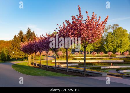 Piccolo lago e rosarium nel parco di Cytadela in primavera mattina, Poznan, Polonia Foto Stock