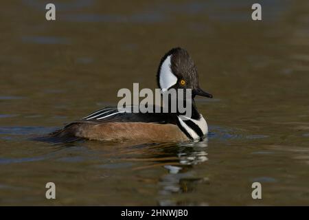 Hooded Merganser (Lophodytes cullatus) Sacramento County California Stati Uniti d'America Foto Stock