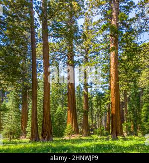 Famosi grandi alberi di sequoia sono in piedi nel Parco Nazionale di Sequoia, area del villaggio gigante, grandi famosi alberi di sequoia, alberi di mammmmut Foto Stock