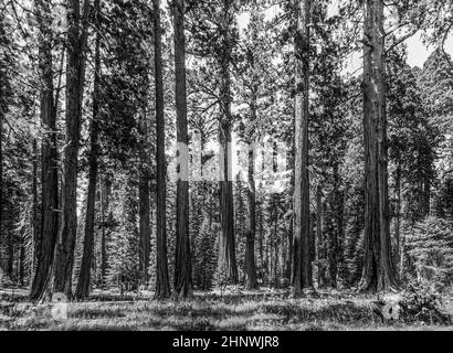 I famosi grandi alberi di sequoia sono in piedi nel Parco Nazionale di Sequoia gigante, zona villaggio Foto Stock