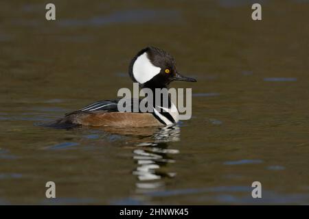 Hooded Merganser (Lophodytes cullatus) Sacramento County California Stati Uniti d'America Foto Stock