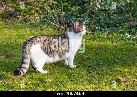 carino gatto giovane al verde gode il giardino Foto Stock