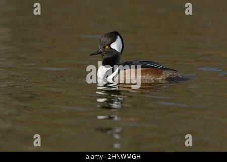 Hooded Merganser (Lophodytes cullatus) Sacramento County California Stati Uniti d'America Foto Stock