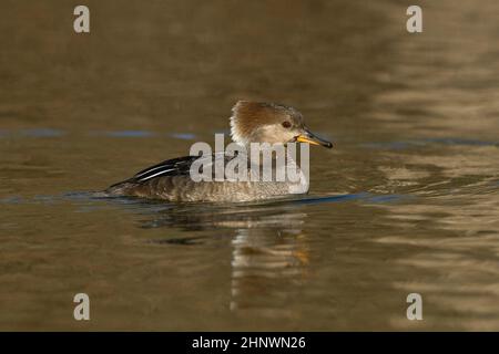 Hooded Merganser (Lophodytes cullatus) Sacramento County California Stati Uniti d'America Foto Stock