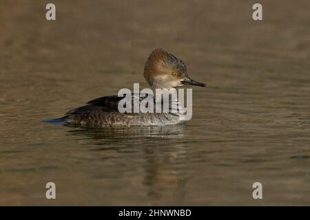 Hooded Merganser (Lophodytes cullatus) Sacramento County California Stati Uniti d'America Foto Stock