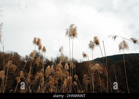 Inquadratura ad angolo basso di canne marroni sotto un cielo nuvoloso Foto Stock