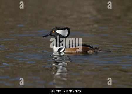 Hooded Merganser (Lophodytes cullatus) Sacramento County California Stati Uniti d'America Foto Stock