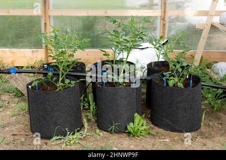 Sistema di irrigazione a goccia d'acqua utilizzato in serre su piante di pomodoro Foto Stock