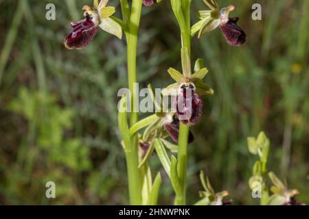 Belle orchidee selvatiche rare orchidee orchidee di Ofrys anche noto come primo ragno-orchidea. Valverde de Leganes, Estremadura, Spagna Foto Stock