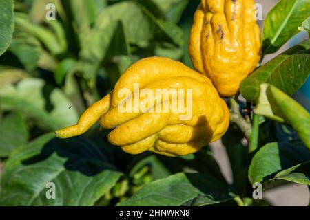 Giallo agrumi medica anche chiamato Buddha a mano maturare presso l'albero Foto Stock