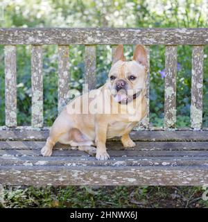 5-Years-Old Red Tan Frenchie maschio seduto in panca e pantano. Fattoria nella California del Nord. Foto Stock