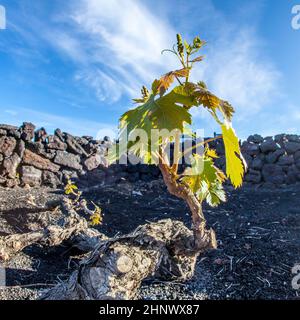 Un vigneto di Lanzarote Island, in crescita su terreno vulcanico Foto Stock