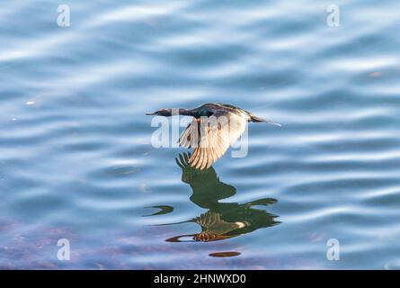 cormorant volare sopra l'oceano pacifico per la caccia Foto Stock