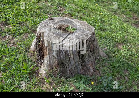 Albero tagliato isolato nella foresta. Deforestazione, industria. Foto Stock