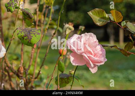 Misteriosa fiaba primavera floreale ampio banner panoramico con favoloso fiore rosa fiori estate fantasia giardino su sfocato soleggiato luminoso lucido Foto Stock