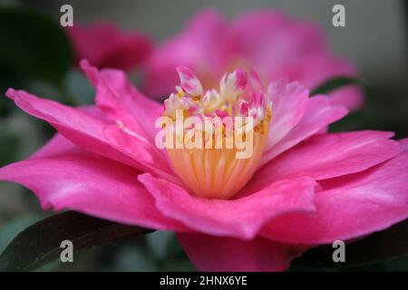 PRIMO PIANO DI UN FIORE ROSA CAMELLIA Foto Stock