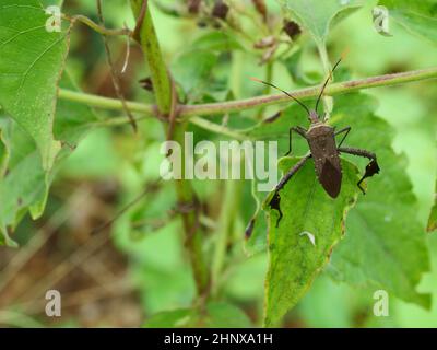 Stink Bug su foglia con sfondo verde naturale, scarab marrone su pianta di albero Foto Stock