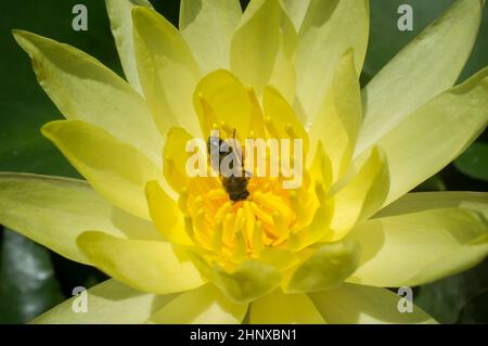 Ape su waterlily messicano. Specie invasiva altamente problematica nei fiumi europei Foto Stock