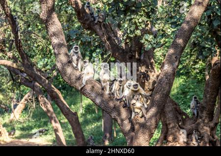 Scimmie vervet ad un albero nel parco nazionale di Sariska in india Foto Stock