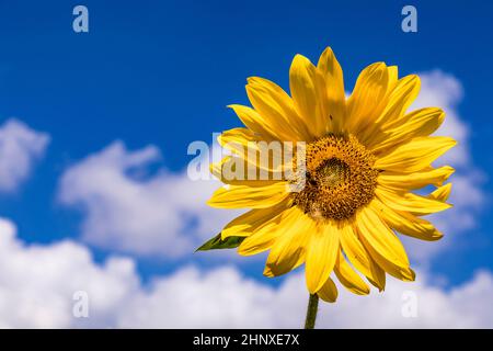 particolare di girasoli gialli della corda che crescono sul campo Foto Stock