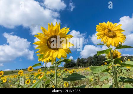 particolare di girasoli gialli della corda che crescono sul campo Foto Stock