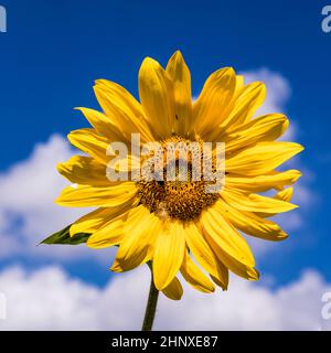 particolare di girasoli gialli della corda che crescono sul campo Foto Stock