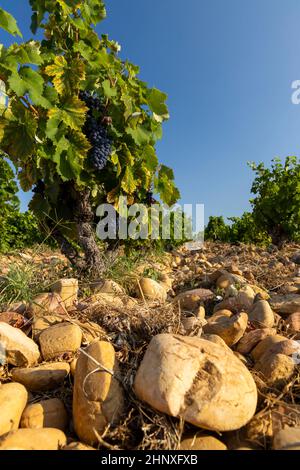Vigneto tipico con pietre vicino Chateauneuf-du-Pape, Cotes du Rhone, Francia Foto Stock