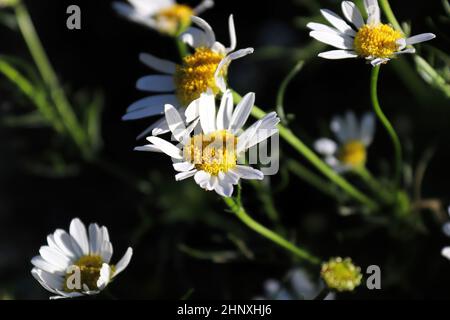 Primo piano di Chamomile senza profumo una specie invasiva. Foto Stock
