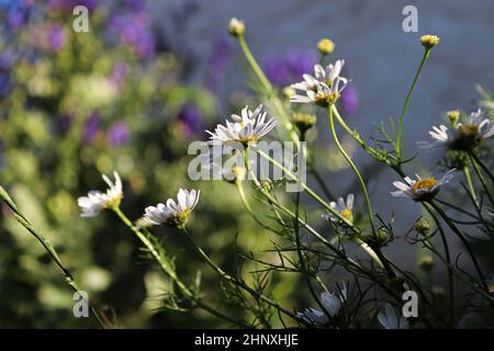 Vista laterale di piante di camomilla senza profumo in fiore. Foto Stock